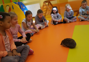 Dzieci z grupy VI przyglądają się spacerującemu jeżowi.