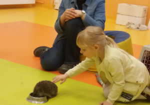 Dziewczynka z gupy VIII głaszcze jeża.