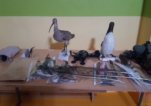 Rekwizyty ornitologa oraz naturalne okazy piór