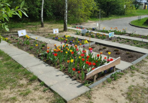 Kwiaty posadzone na grządkach grupowych w ogrodzie przedszkolnym.