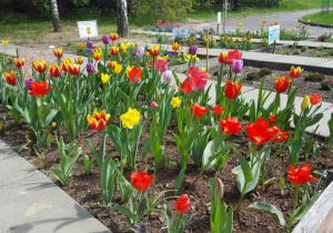 Tulipany posadzone na grządce w ogrodzie przedszkolnym.