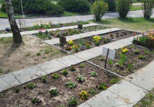 Kwiaty posadzone na grządkach grupowych w ogrodzie przedszkolnym.